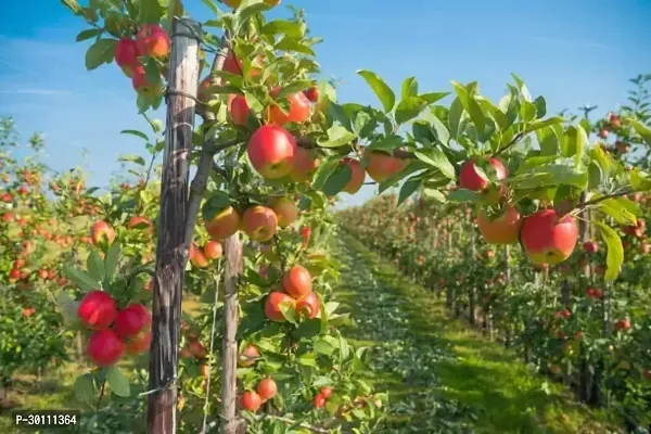 URAN Apple Plant-thumb0