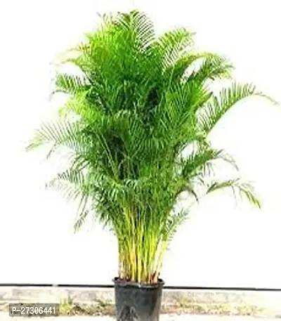 Areca PalmHybrid And GraftedEasy To Grow[AN1001][a333]-thumb0