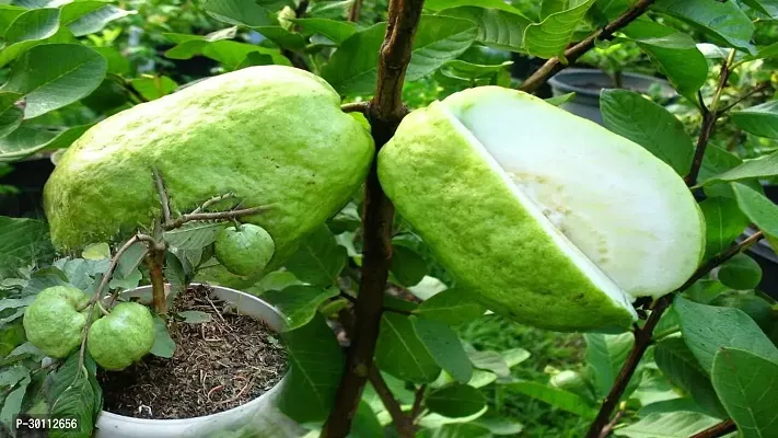 URAN Guava Plant-thumb0