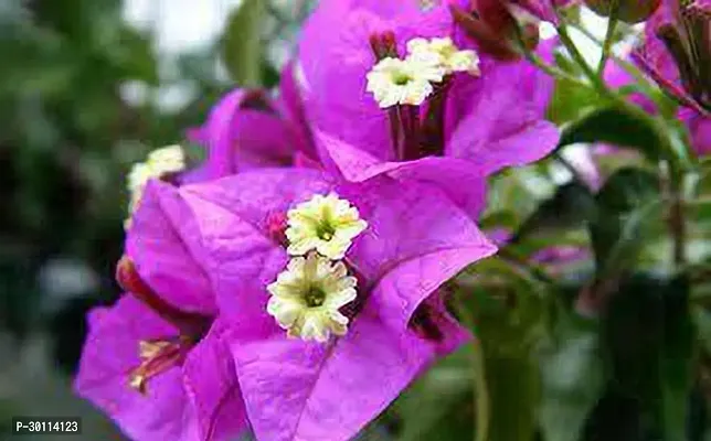 URAN Bougainvillea Plant-thumb0