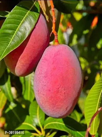 URAN Mango Plant-thumb0