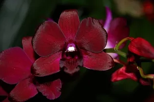 URAN Orchid Plant-thumb1