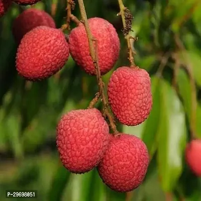 Litchi Plant-thumb0