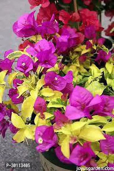 URAN Bougainvillea Plant-thumb0