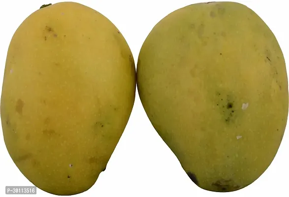 URAN Rare BadamiMango Fruit Live-thumb0