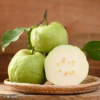 URAN Guava Plant