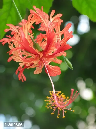 URAN  Hibiscus Plant