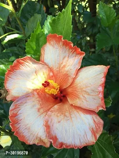 URAN  Hibiscus Plant