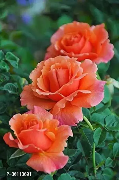 URAN Rose Plant