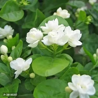 URAN Jasmine Plant-thumb0