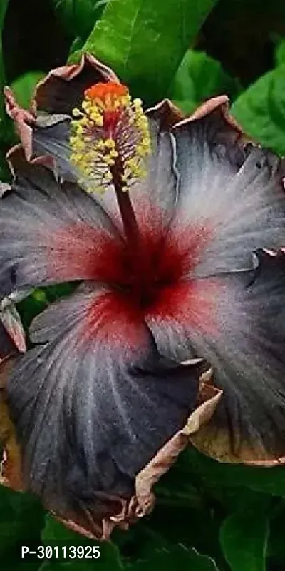 URAN Hibiscus Plant-thumb0