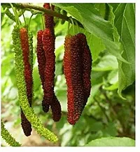 Shahtoot/Mulberry Plant-thumb1