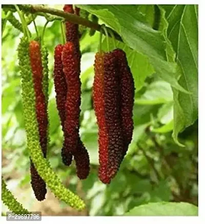 Shahtoot/Mulberry Plant-thumb2