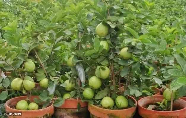 URAN Guava Plant-thumb0