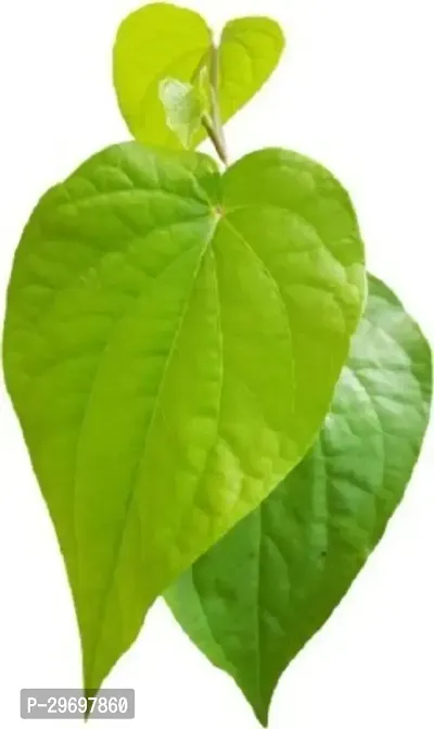 Betel Leaf Plant