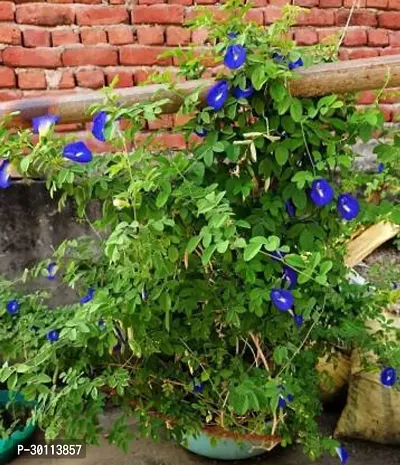 URAN Aparajita/ Butterfly Pea Plant-thumb0