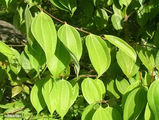 Cinnamon Plant-thumb3