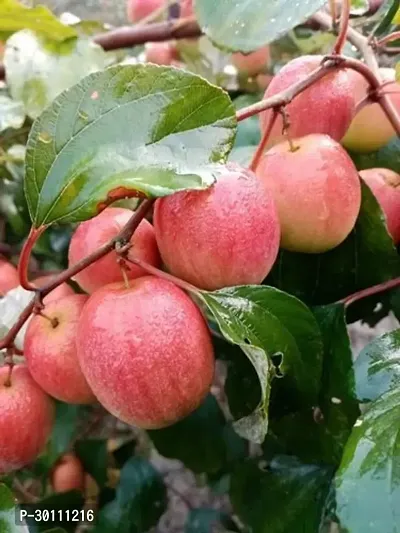 URAN Ber Apple Plant-thumb0