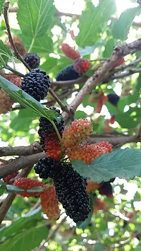 URAN Shahtoot/Mulberry Plant-thumb1