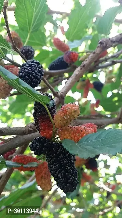 URAN Shahtoot/Mulberry Plant-thumb2