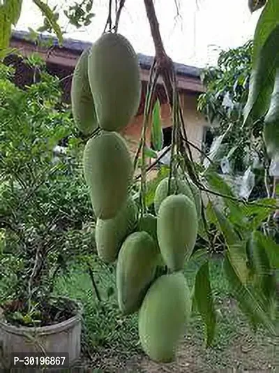 URAN  Mango Plant-thumb0