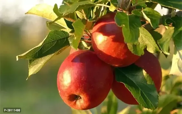 URAN Apple Plant