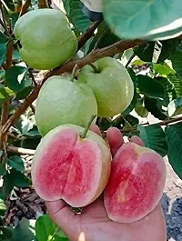 Guava PlantHybrid And Grafted Easy To Grow | Plant With Growing Bag| Plant Hight 1.5-1.28 Fit [S541]-thumb1