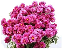 URAN Chrysanthemums/ Guldavari Plant-thumb1