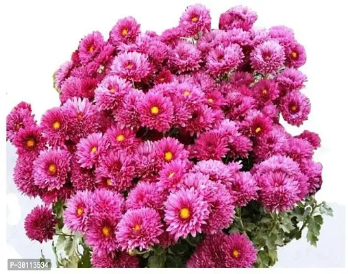 URAN Chrysanthemums/ Guldavari Plant-thumb2