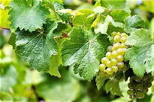 URAN Grapes Plant-thumb2