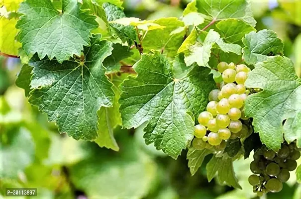 URAN Grapes Plant-thumb3