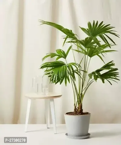 Areca PalmHybrid And GraftedEasy To Grow[AN1001][a165]-thumb0