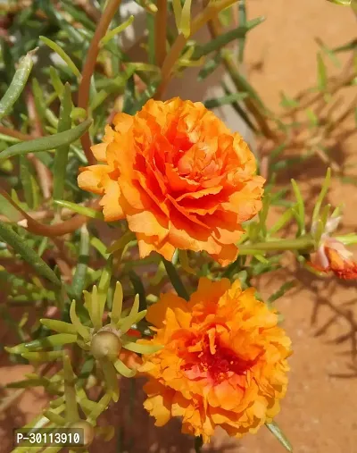 URAN Portulaca Plant-thumb0