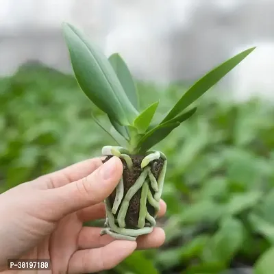 URAN  Orchid Plant-thumb0