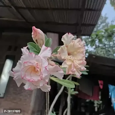 URAN  Adenium Plant-thumb0