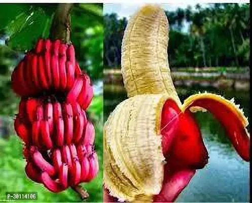 URAN Banana Plant-thumb0