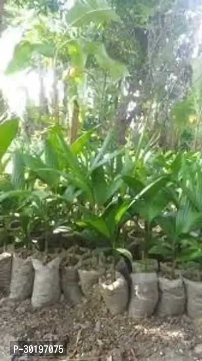 URAN  Betel Nut/Supari Plant