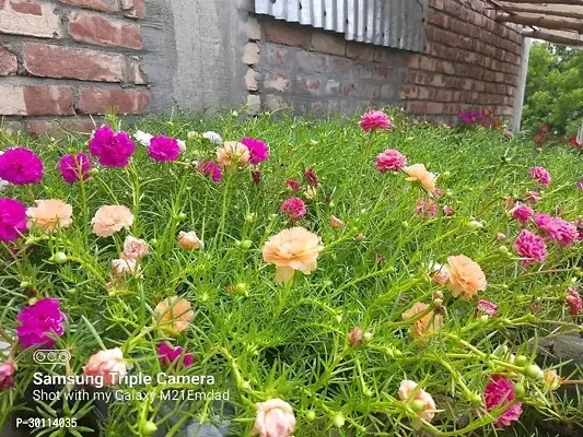 URAN Portulaca Plant-thumb2