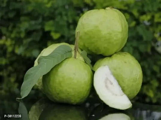 URAN Guava Plant