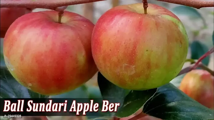 Ber Apple Hybrid Plant And Grafted Easy To Grow-thumb0