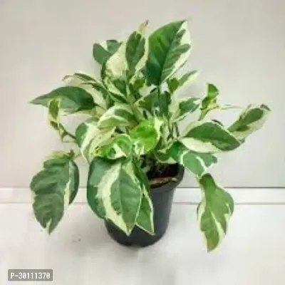 URAN Money Plant-thumb0