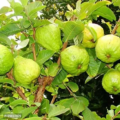 Guava Plant-thumb3