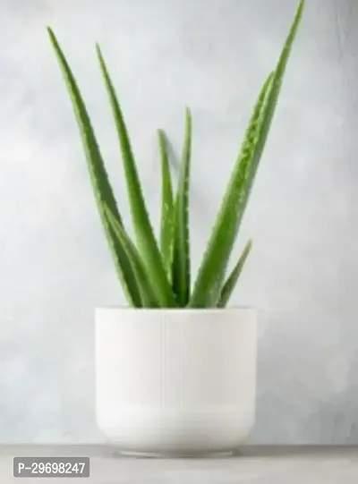 Aloe Vera Plant