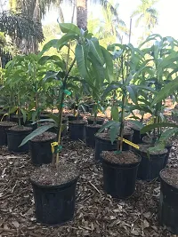 URAN Mango Plant-thumb1