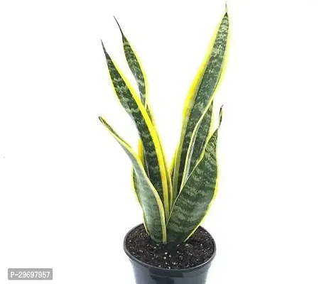 Snake Plant