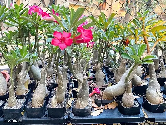 Adenium PlantHybrid And GraftedEasy To Grow[AN1001][a060]-thumb0