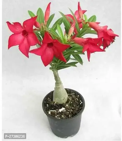 Adenium PlantHybrid And GraftedEasy To Grow[AN1001][a131]-thumb0