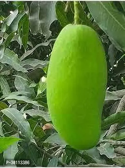 URAN Mango Plant-thumb0