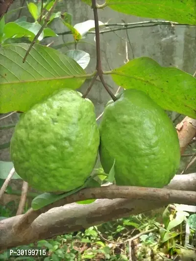 URAN Guava Plant-thumb0