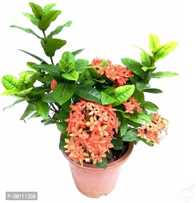 URAN Trothic Ixora/Chethi Plant-thumb0